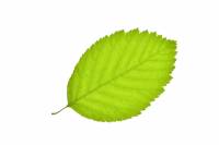 Charme - feuille (Carpinus betulus) 